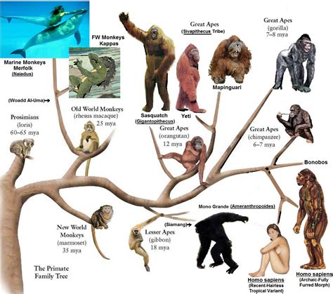 Frontiers of Zoology: Amended Primate Family Tree