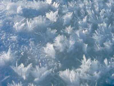 Frost flower  sea ice    Wikipedia