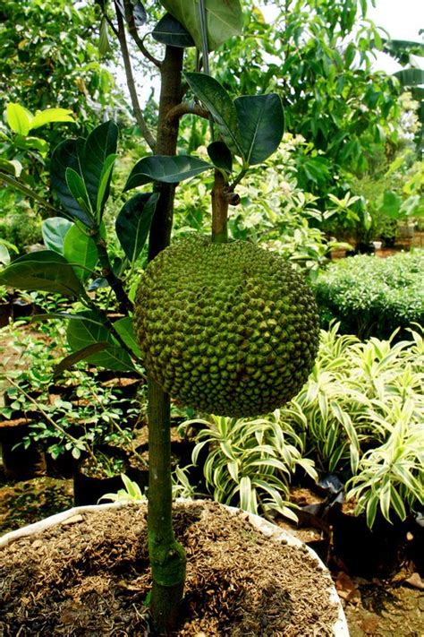 fruit in pots   mini jackfruit | FRUTOS DE LA NATURALEZA ...