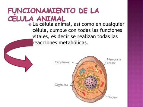 Funcion De La Celula Animal | BLSE