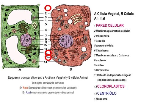 Funcion De Los Vacuolas En La Celula Animal — Cool Gals