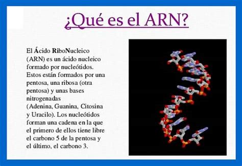 Función del ARN ¿Cómo funciona?