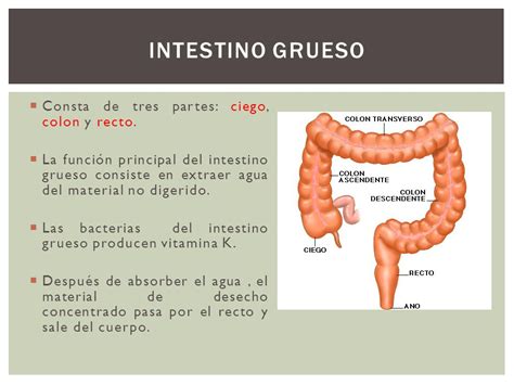 Funcion Del Intestino Delgado En El Aparato Digestivo ...