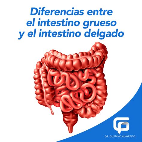 Funcion Del Intestino Delgado En El Aparato Digestivo ...