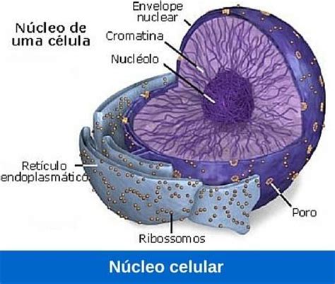 Función del nucleo celular ¿Cómo funciona?