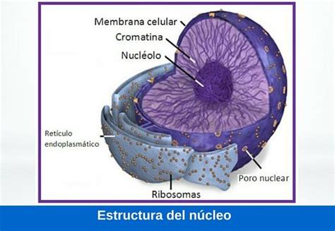 Función del núcleo, estructura y características ¿Cómo ...