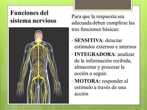 funcion del sistema nervioso unidad 1 sistema nervioso ...