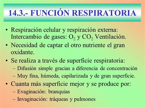 FUNCIÓN RESPIRATORIA Respiración celular y respiración ...