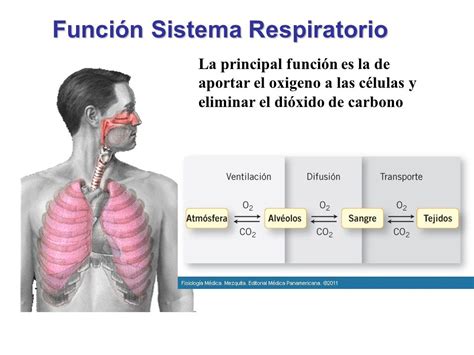 Función Sistema Respiratorio   ppt video online descargar