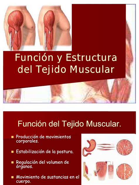 Función y Estructura del Tejido Muscular