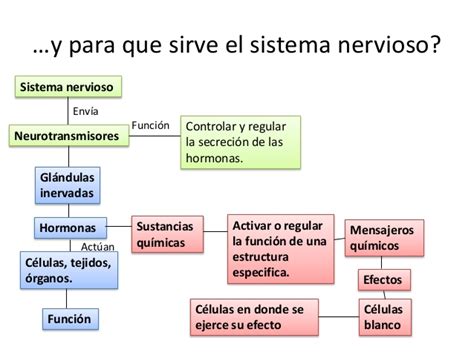 Funcionamiento del sistema endocrino