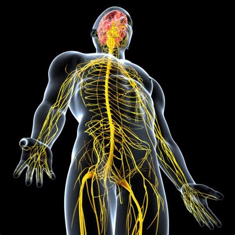 Funcionamiento integrado de los sistemas nervioso y ...