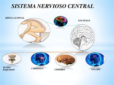 funciones de las estructuras del sistema nervioso