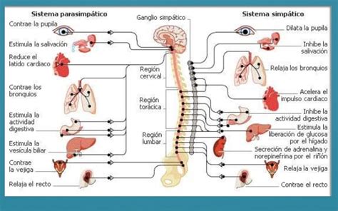 Funciones de Sistema Nervioso || Psicología