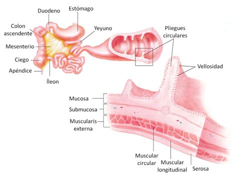 Funciones del intestino delgado