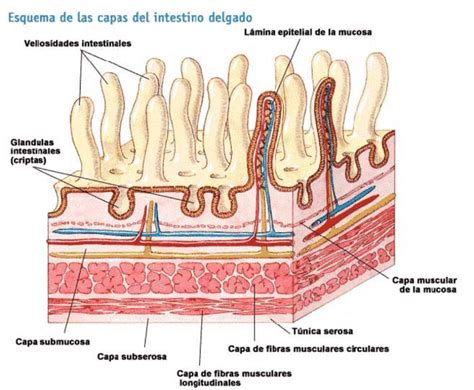 Funciones del intestino delgado