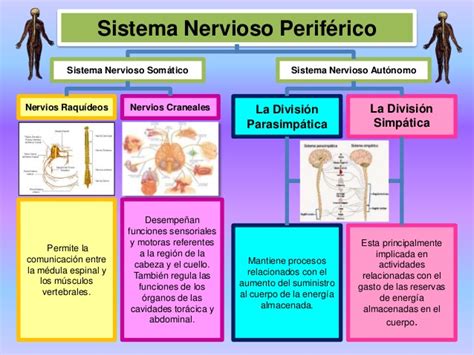 Funciones del Sistema Nervioso