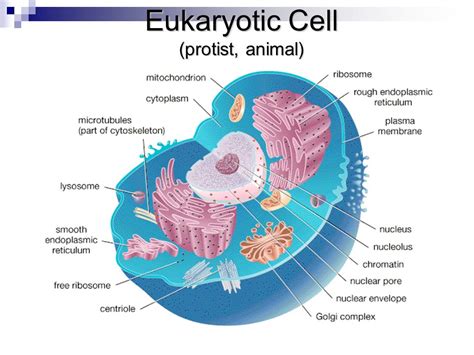 Functional Anatomy of Prokaryotic and Eukaryotic Cells ...