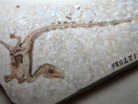 Fundacion Dinosaurios Cyl: Los fósiles más importantes del ...