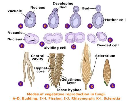 Fungal Reproduction,asexual Reproduction,sexual ...