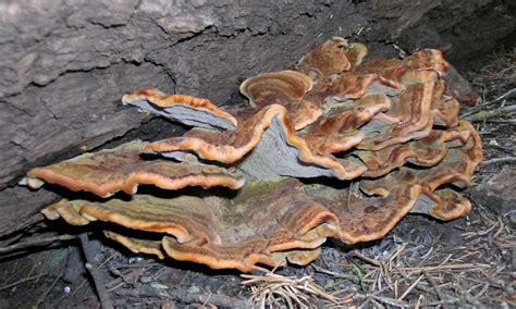 Fungi Causing Tree Diseases | Forest Pathology
