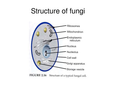Fungi Cell Structure Pictures to Pin on Pinterest   PinsDaddy