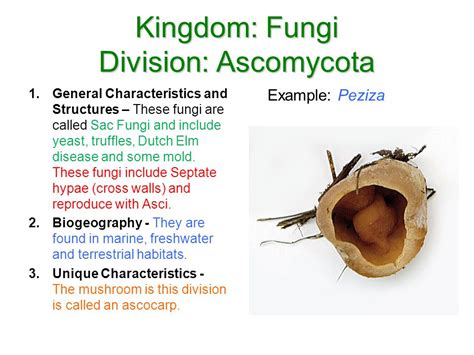 Fungi Classification General Characteristics and ...