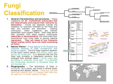 Fungi Classification General Characteristics and ...