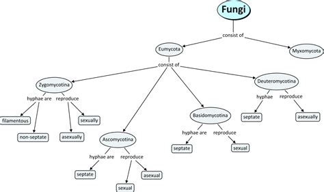 Fungi Classification   How does one classify fungi?