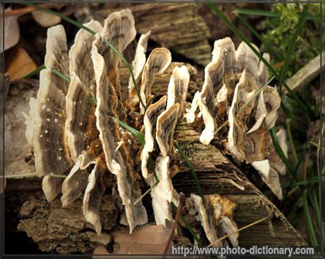 Fungi Definition Of Fungi In The Medical Dictionary By ...