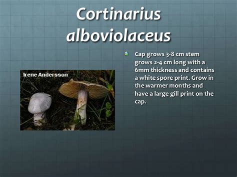 Fungi example organisms
