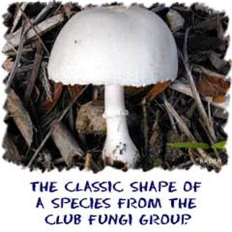 Fungi Examples For Kids | www.pixshark.com   Images ...