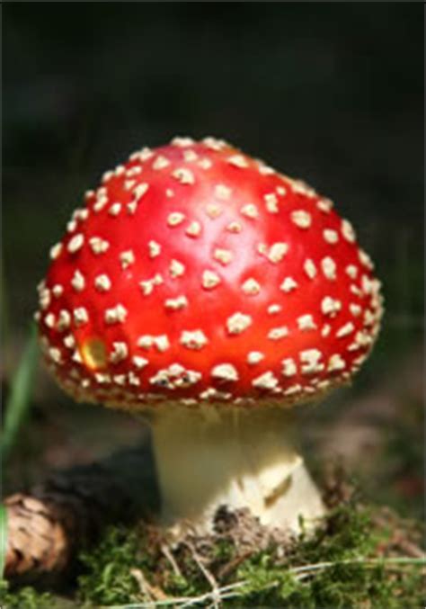 Fungi Examples For Kids | www.pixshark.com   Images ...