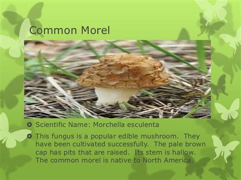 Fungi examples