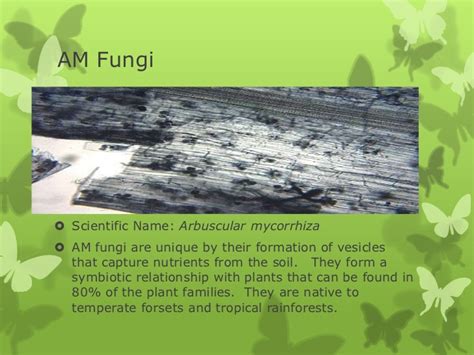 Fungi examples
