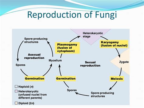 Fungi Fungi are eukaryotic heterotrophs that have cell ...