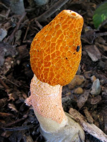 Fungi Growing in Wood Chips   Phallus Versicolor/Multicolo ...