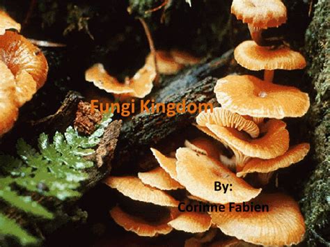 Fungi Kingdom By: Corinne Fabien.   ppt video online download