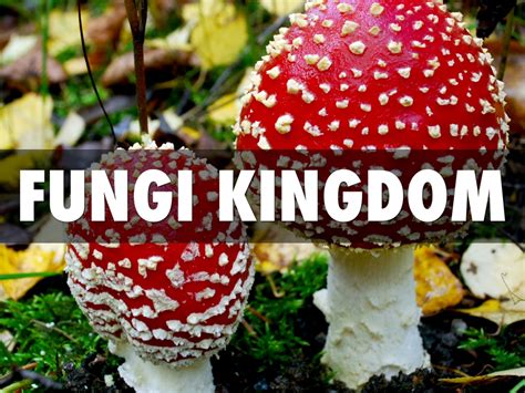 Fungi Kingdom by Kase LeRow