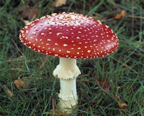 Fungi | Microbiology Online