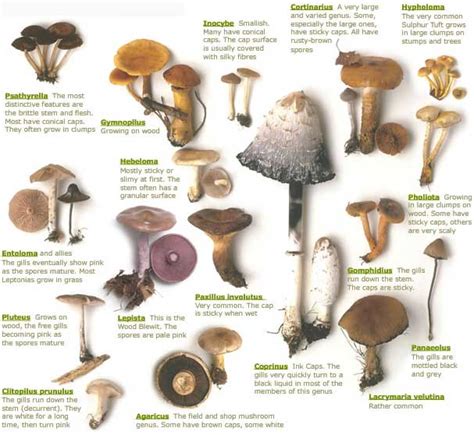 Fungi: Mushroom Identifier