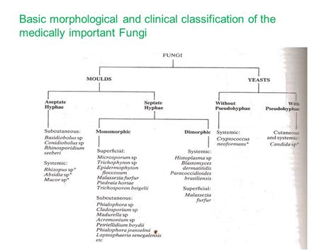 FUNGI OF MEDICAL IMPORTANCE.   ppt video online download
