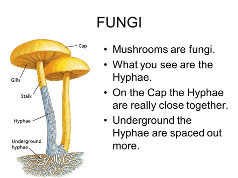 Fungi.   ppt video online download