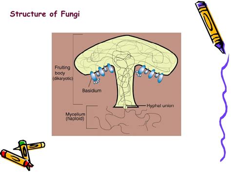 Fungi Presentation