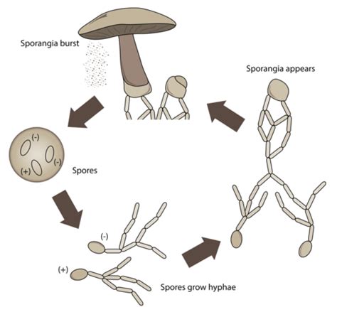 Fungi Reproduction | CK 12 Foundation
