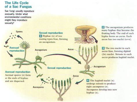 Fungi: Reproduction