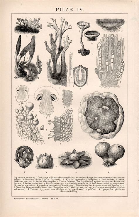 Fungi Species, Antique Print, Fungi Reproduction, Mycology ...