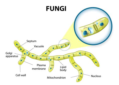 Fungi   Structure and growth