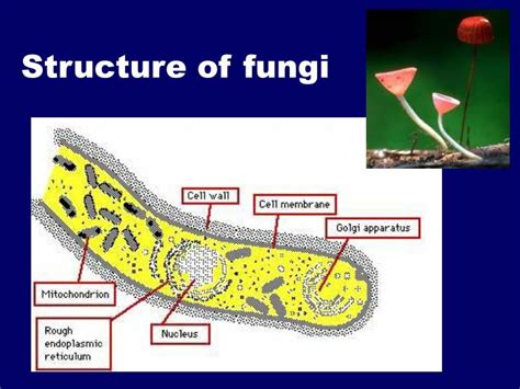 Fungi Structure Images   Reverse Search