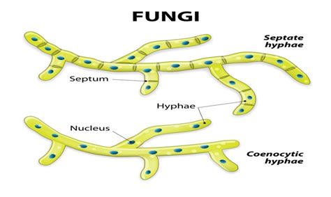 Fungi   Tissue and Cell Structure
